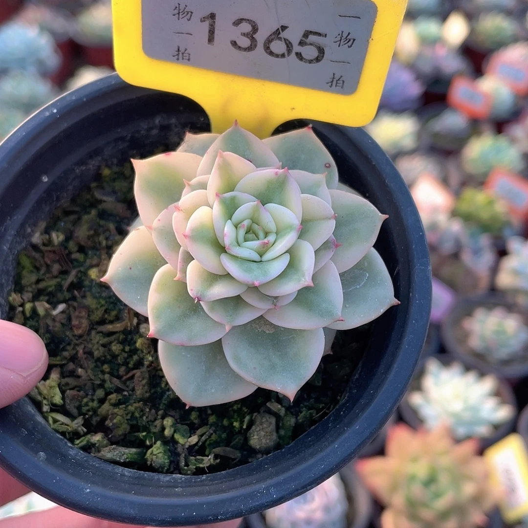 蜡牡丹锦1365号多肉