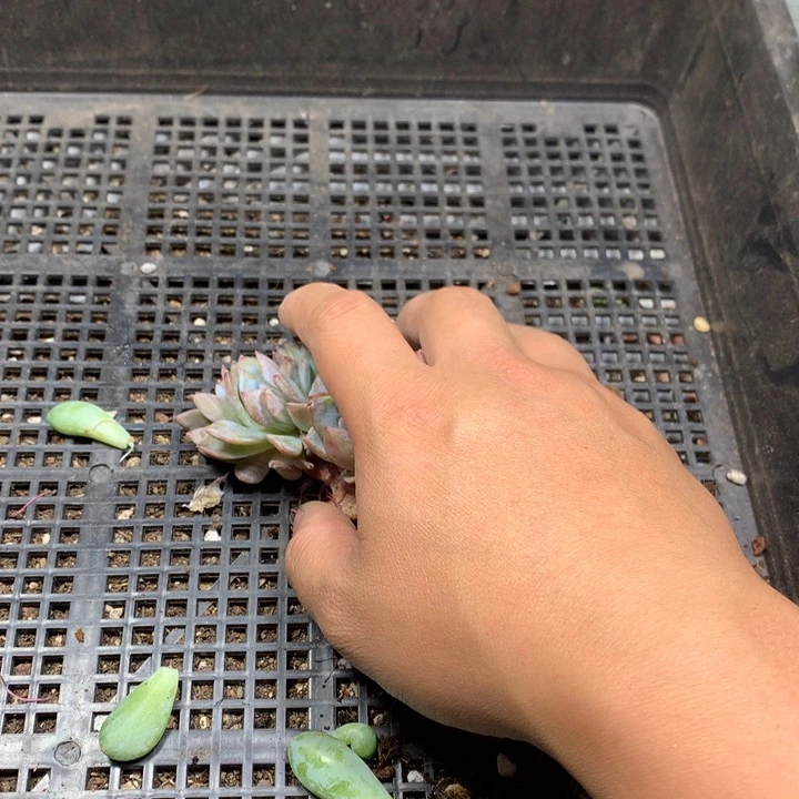 酒***๓945 满28包邮脱土发货