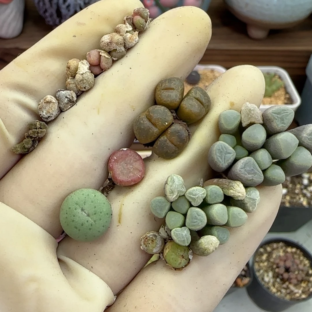 286福利福利福利