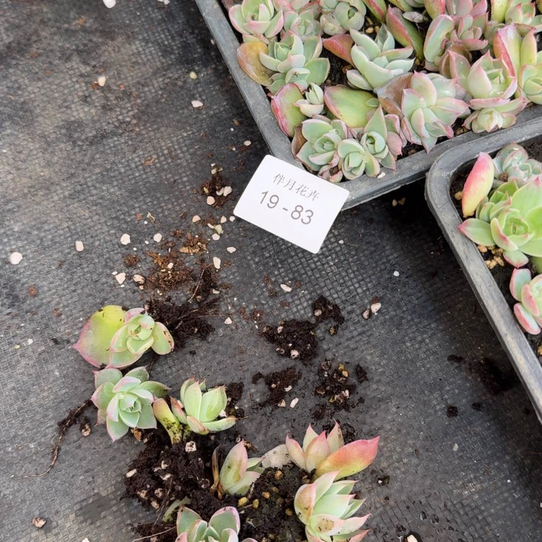 紫霞仙子一颗量拍19-83