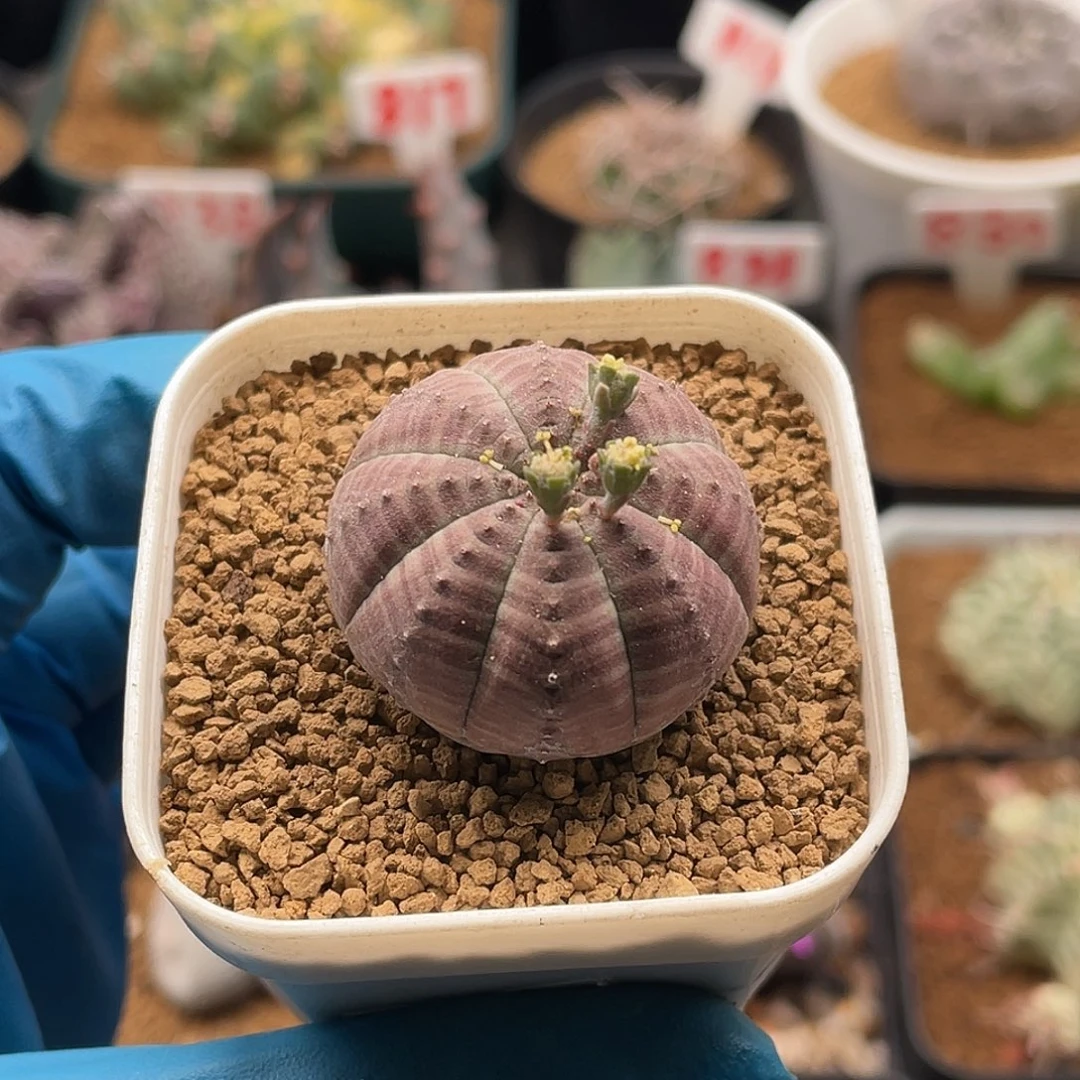 实生胭脂欧系布纹球