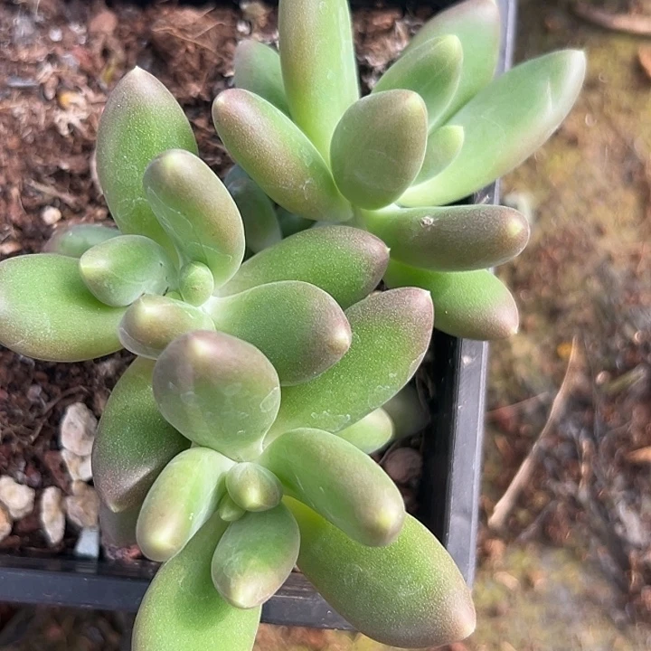 美人群特价一物一拍