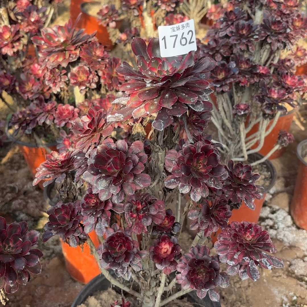 香奈儿一物一拍1762二号棚