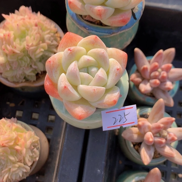 一物一拍满30包邮 225