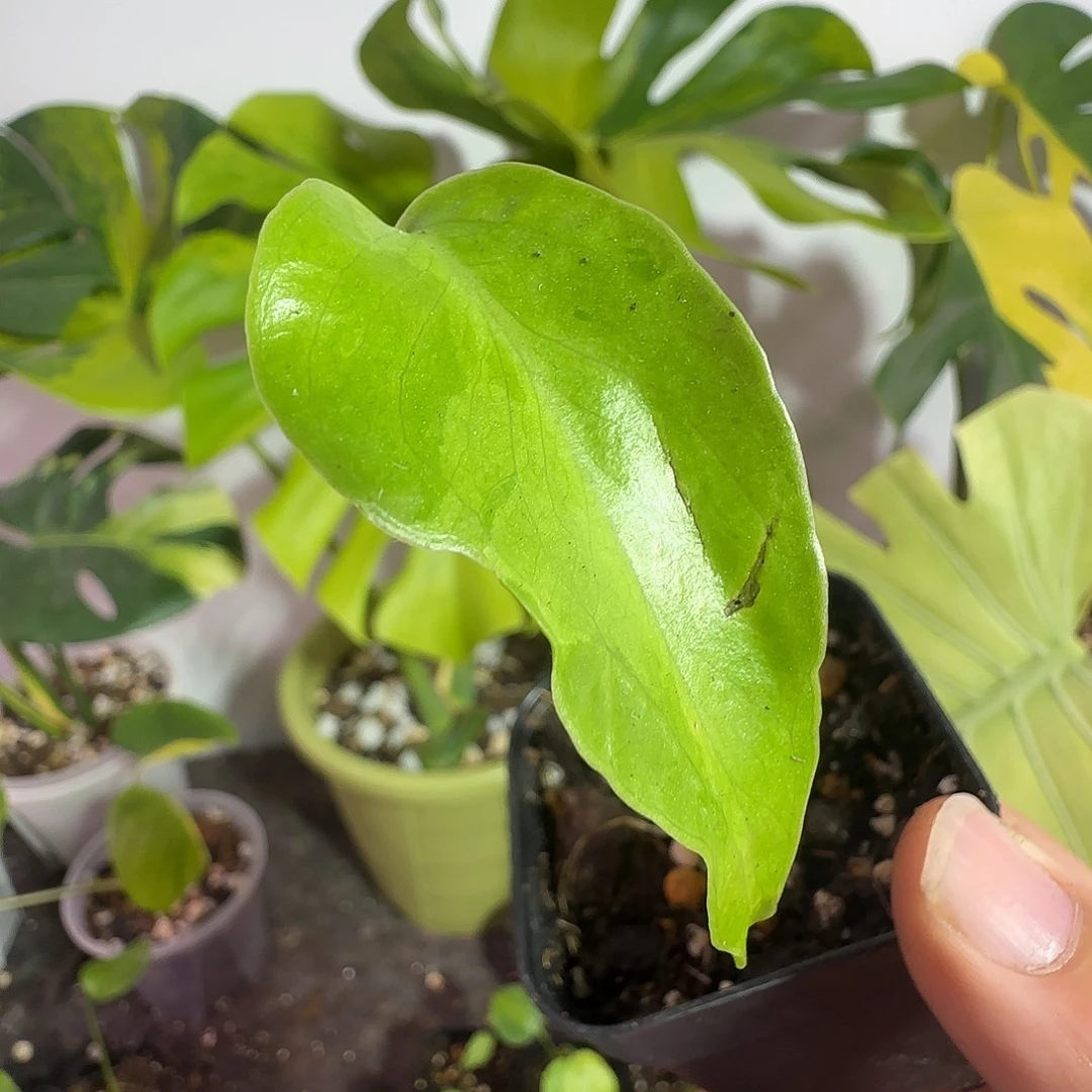 悟***空完全开放龟背竹种子苗