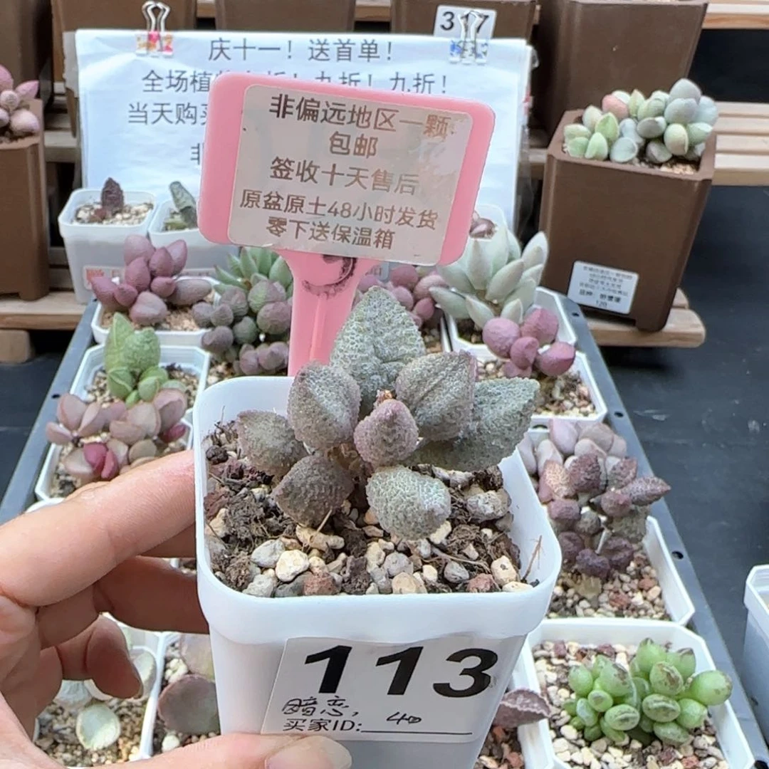 113暗恋多肉植物