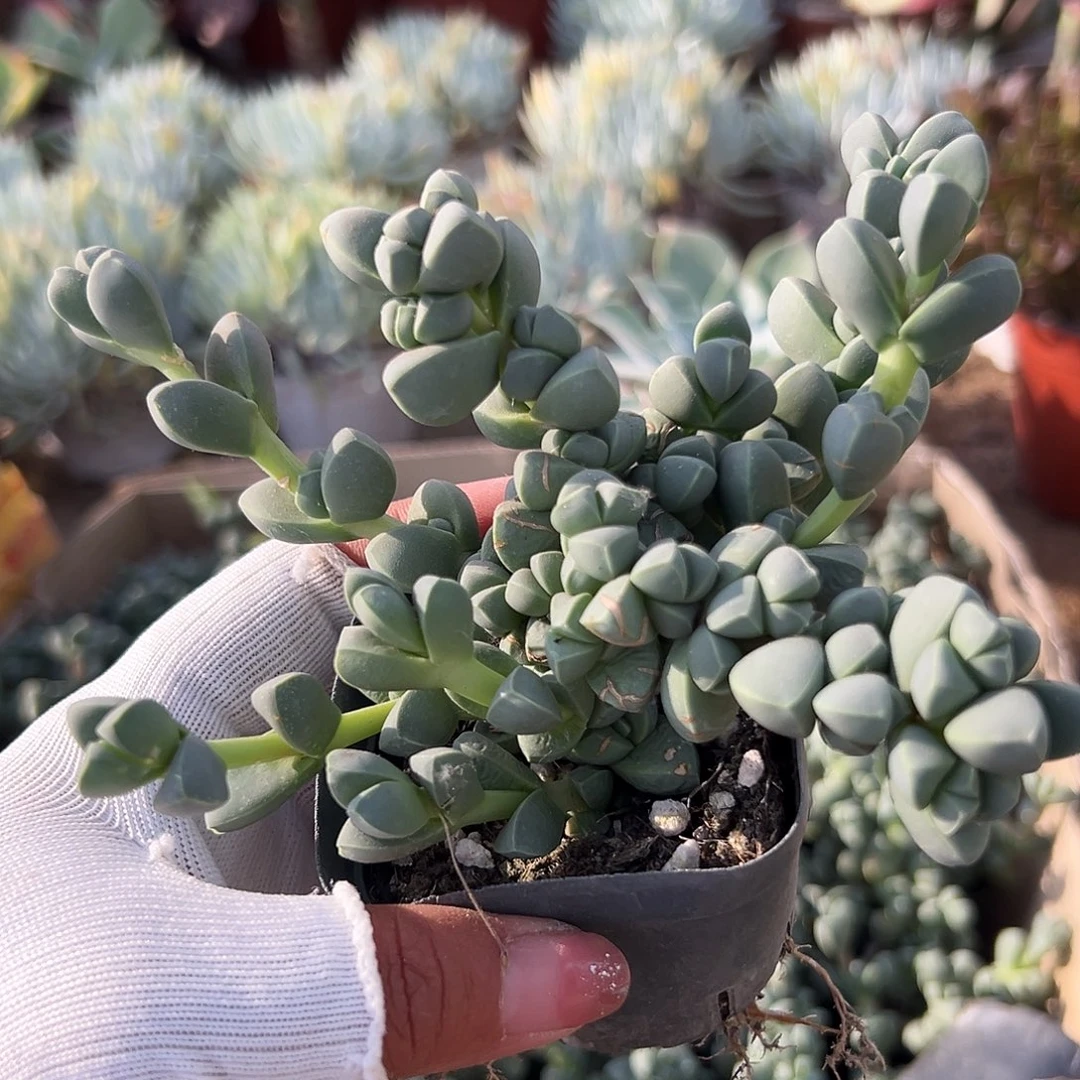 多肉植物鹿角海棠