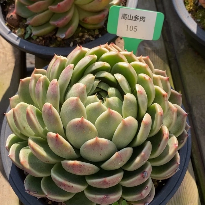 D105- 直播福利 东云叠叶