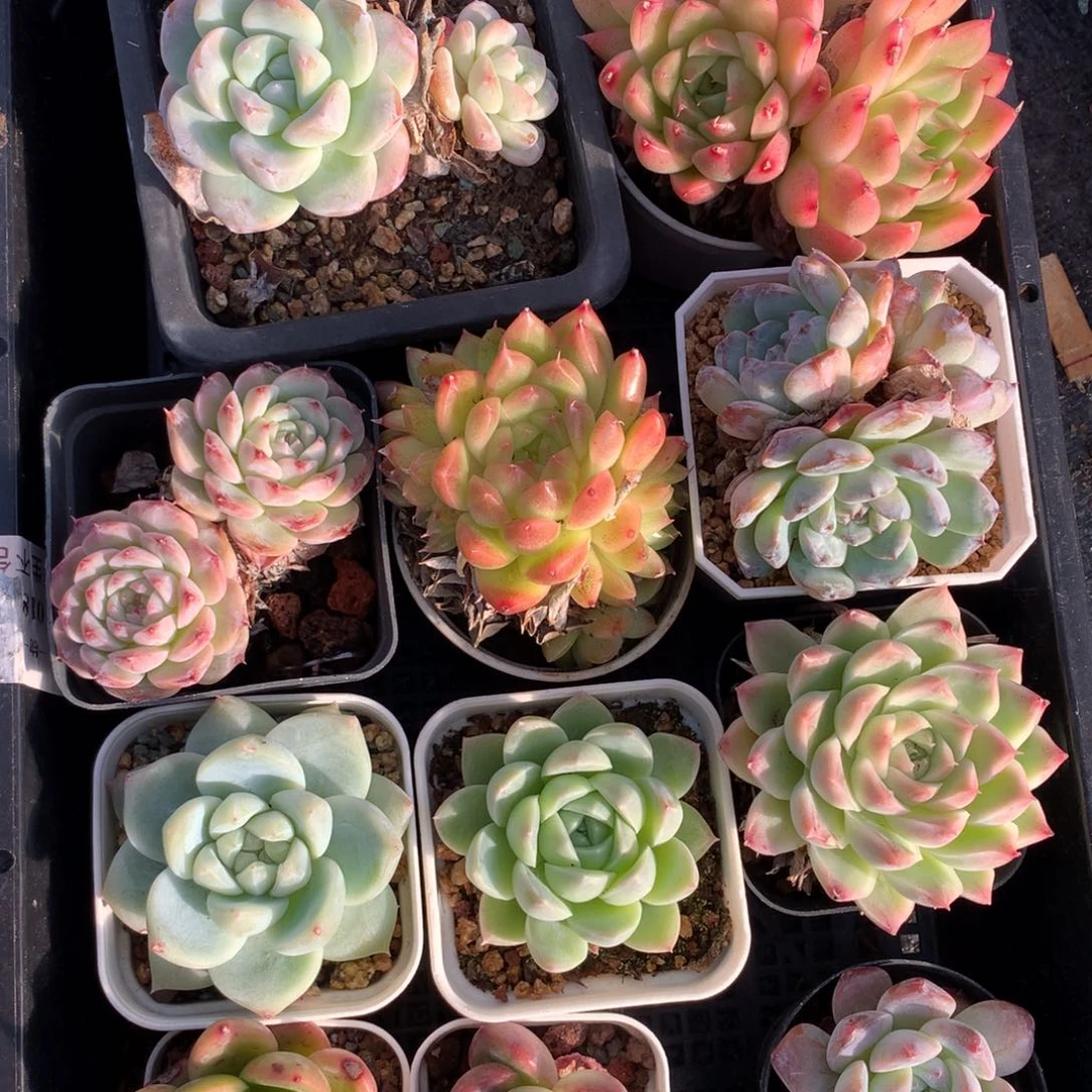 1120-85 套餐一组