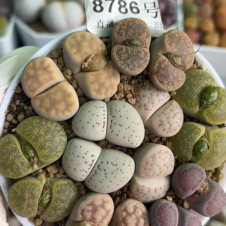 8786 好养易活生石花大母本彩拼双头8个9cm盆