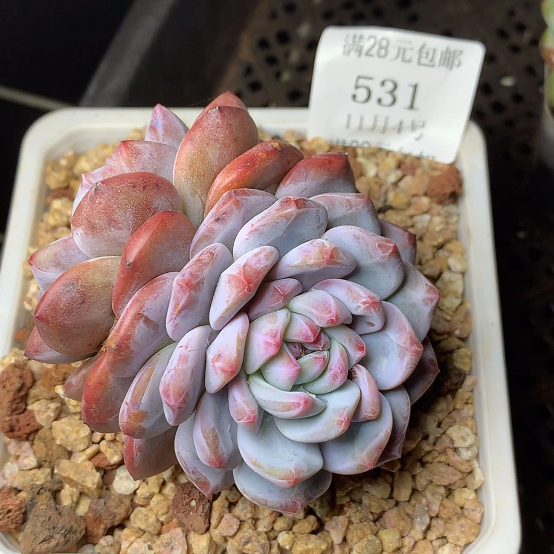 【闪购商品】云531号线