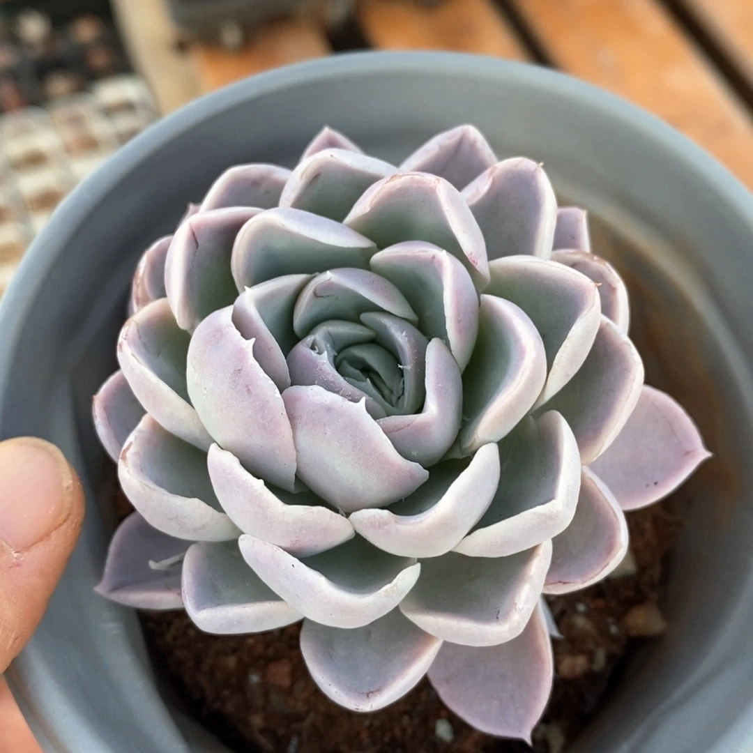 精品多肉一物一拍111