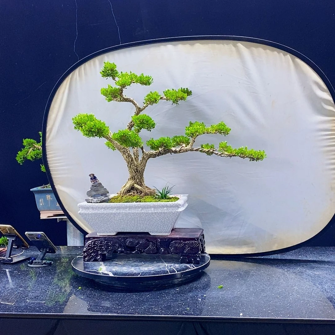 无花朵黄杨盆景造型