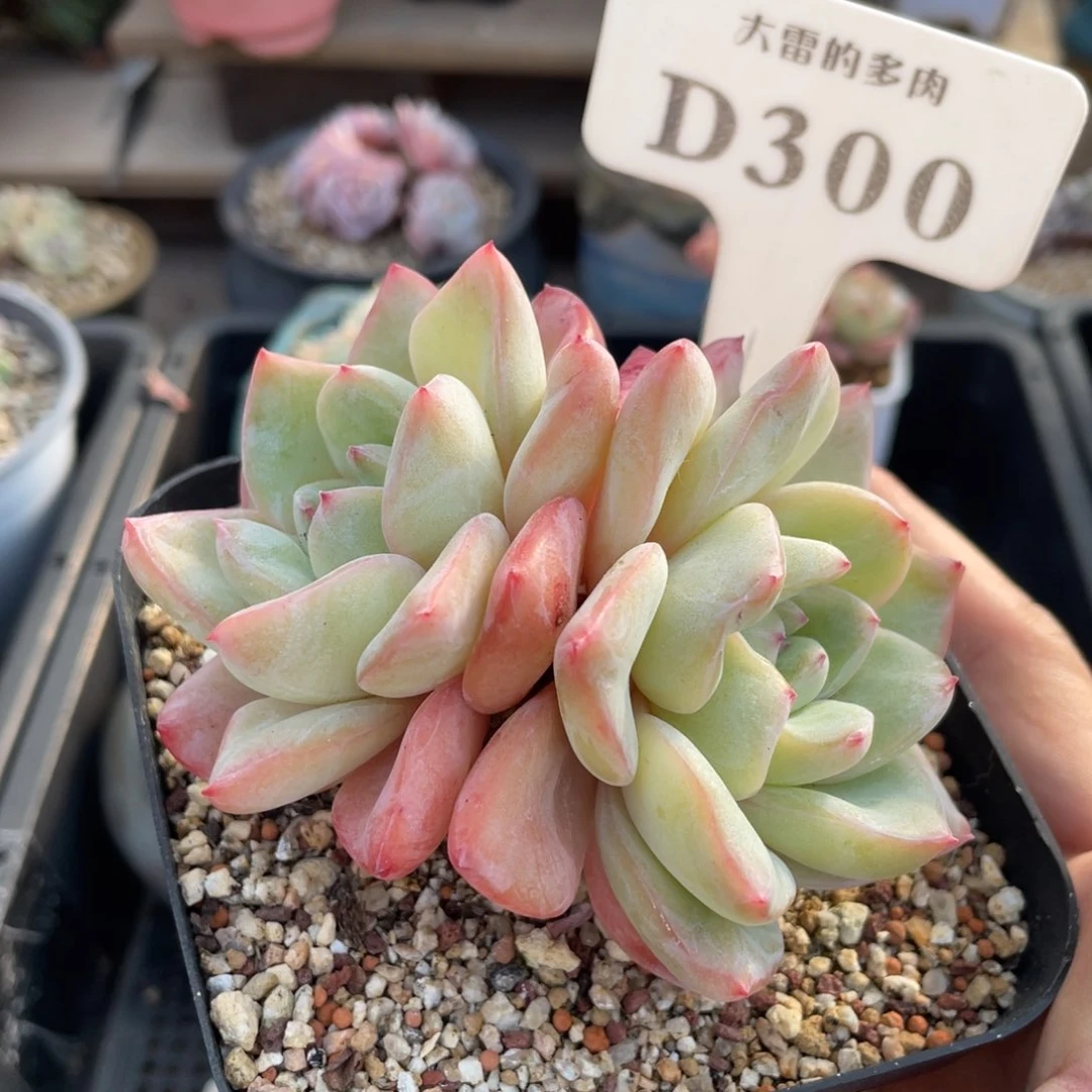 300泡芙不带盆9厘米