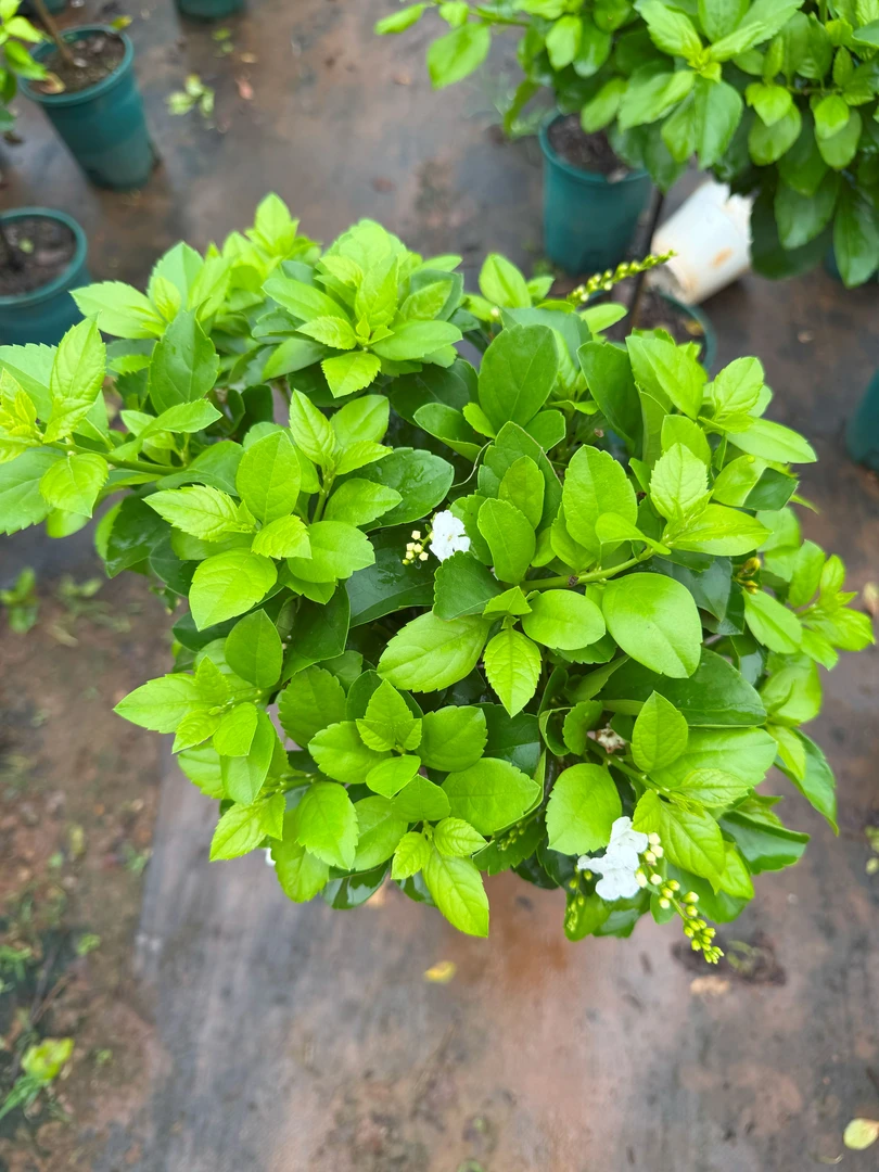 蕾丝金露【稀有白色】棒棒糖 巧克力花多年生运输途中少量掉花掉叶