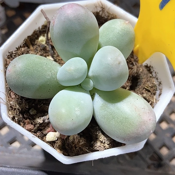 多肉植物米可612