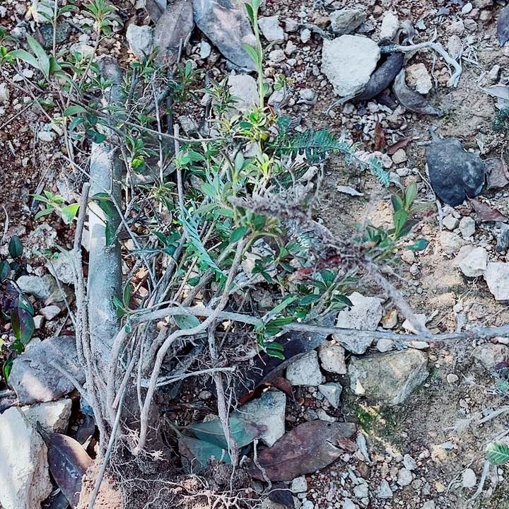 无花朵映山红杜鹃花红花