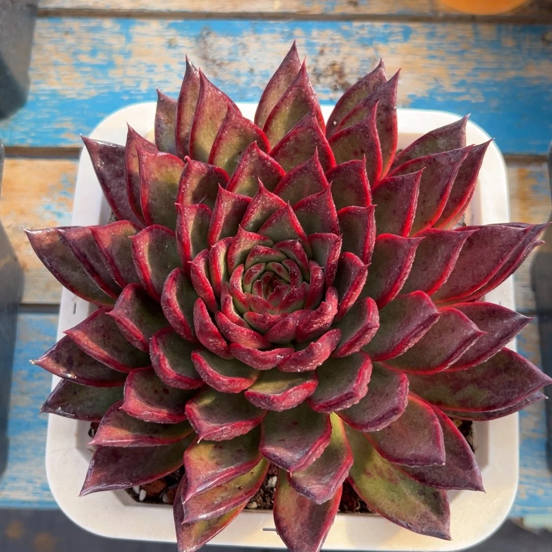 多肉植物一物一拍（57号）