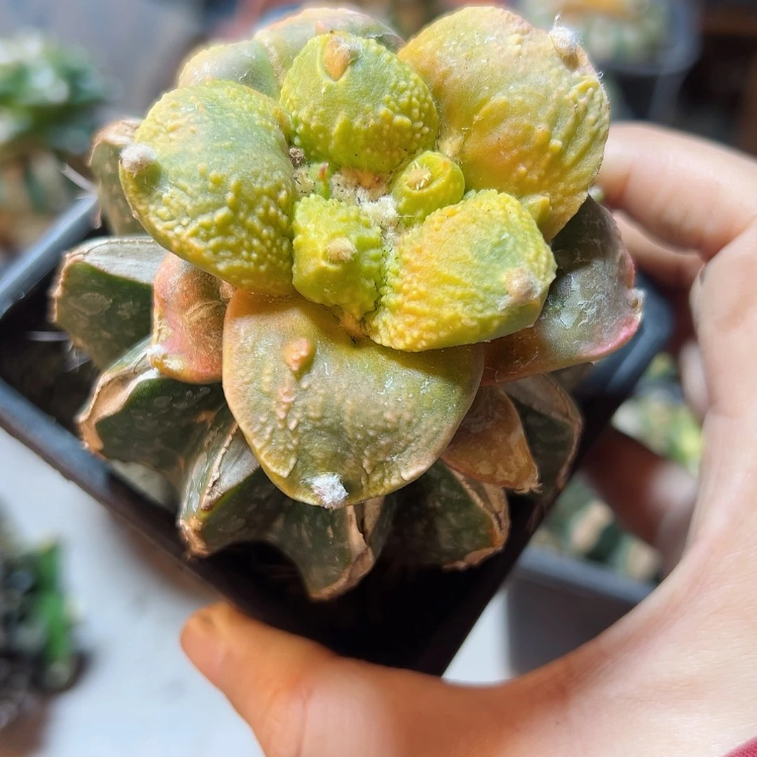 晚16号宽尤怒黄锦5.9公分