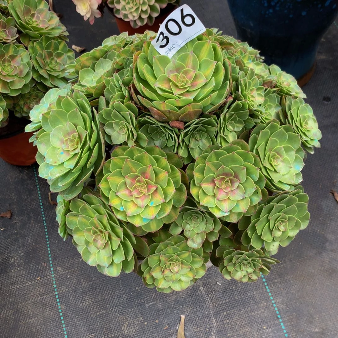 欧***饰法师多肉植物306中班