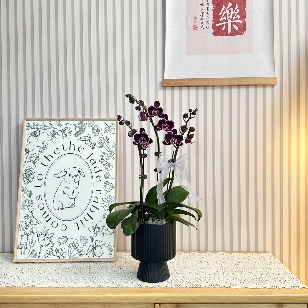 【巧克力 黑美人】蜡质花蝴蝶兰 稀有高级感黑紫色花