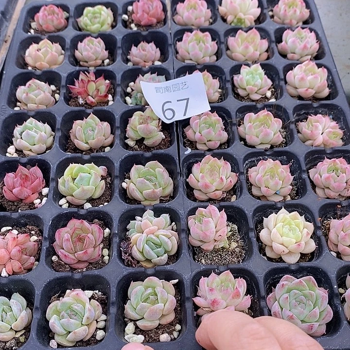 67 多肉植物盆栽植物