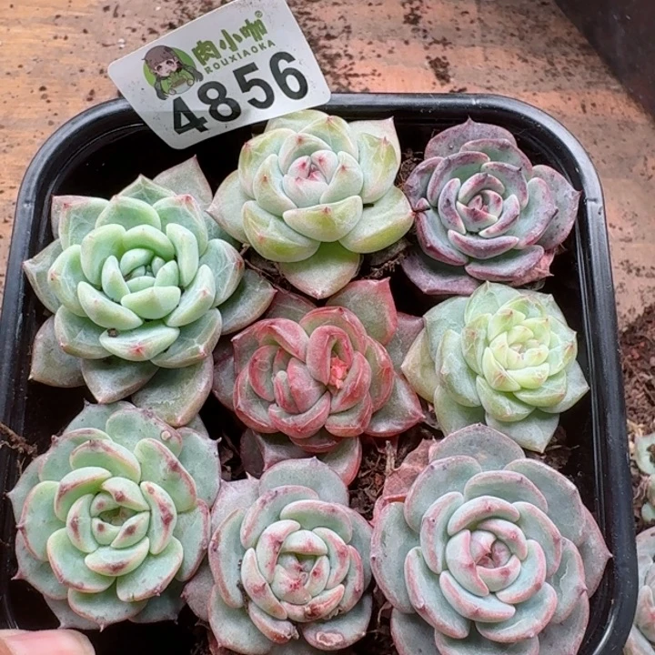 多肉植物多肉植物