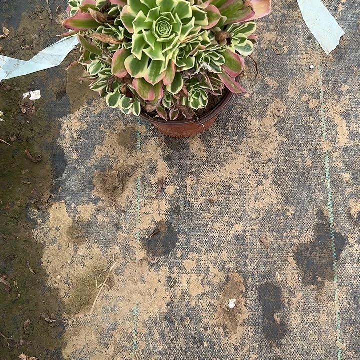 多肉法师植物链接21