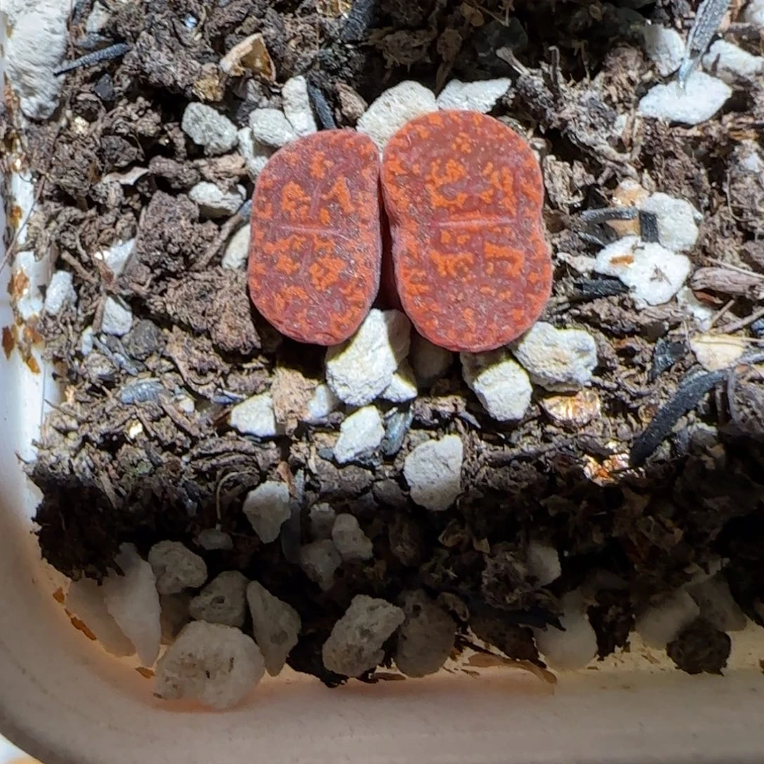 肉锥多肉植物百科-朱雀238