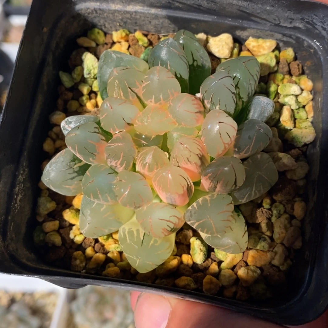 一颗实生糊斑玉露锦。