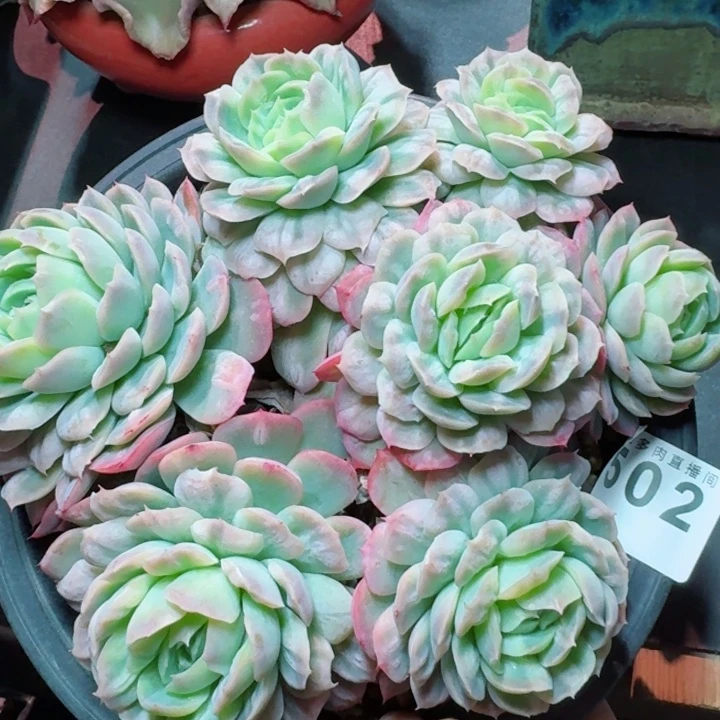泡泡纱裙         精控精养多肉植物
