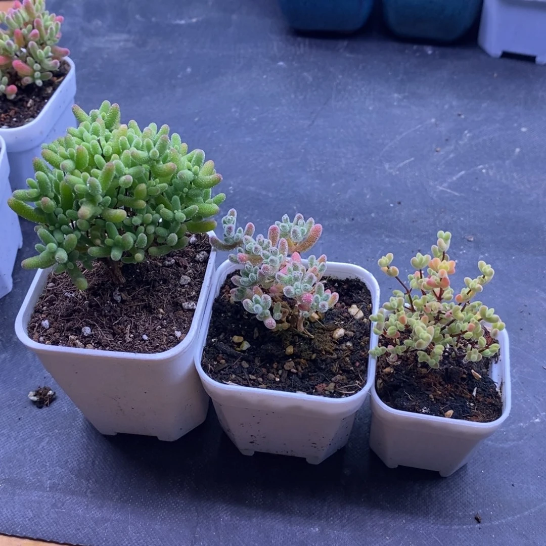 小****！129开播福利。