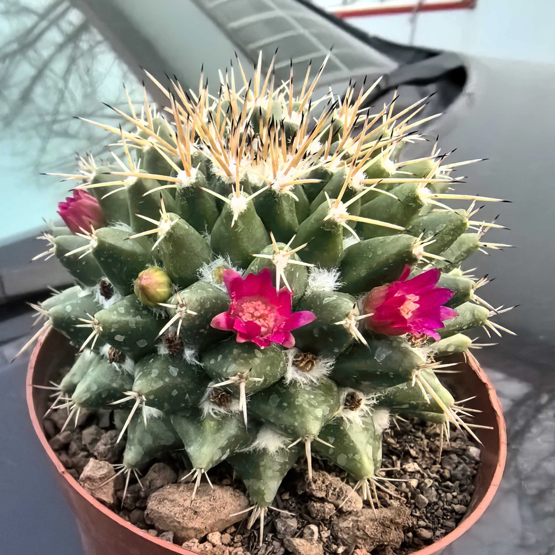 毛象仙人球多肉植物