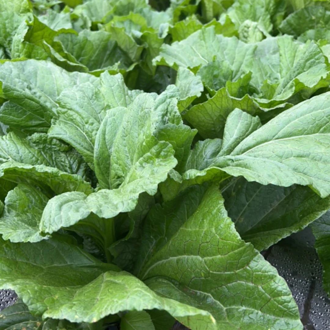 贵州威宁农家时令新鲜现摘青菜蔬菜泡沫箱加冰中通快递发货发的的