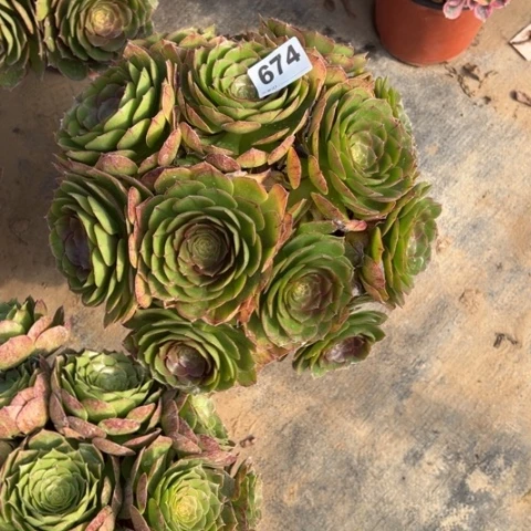 追**美674沙拉碗朵朵多肉