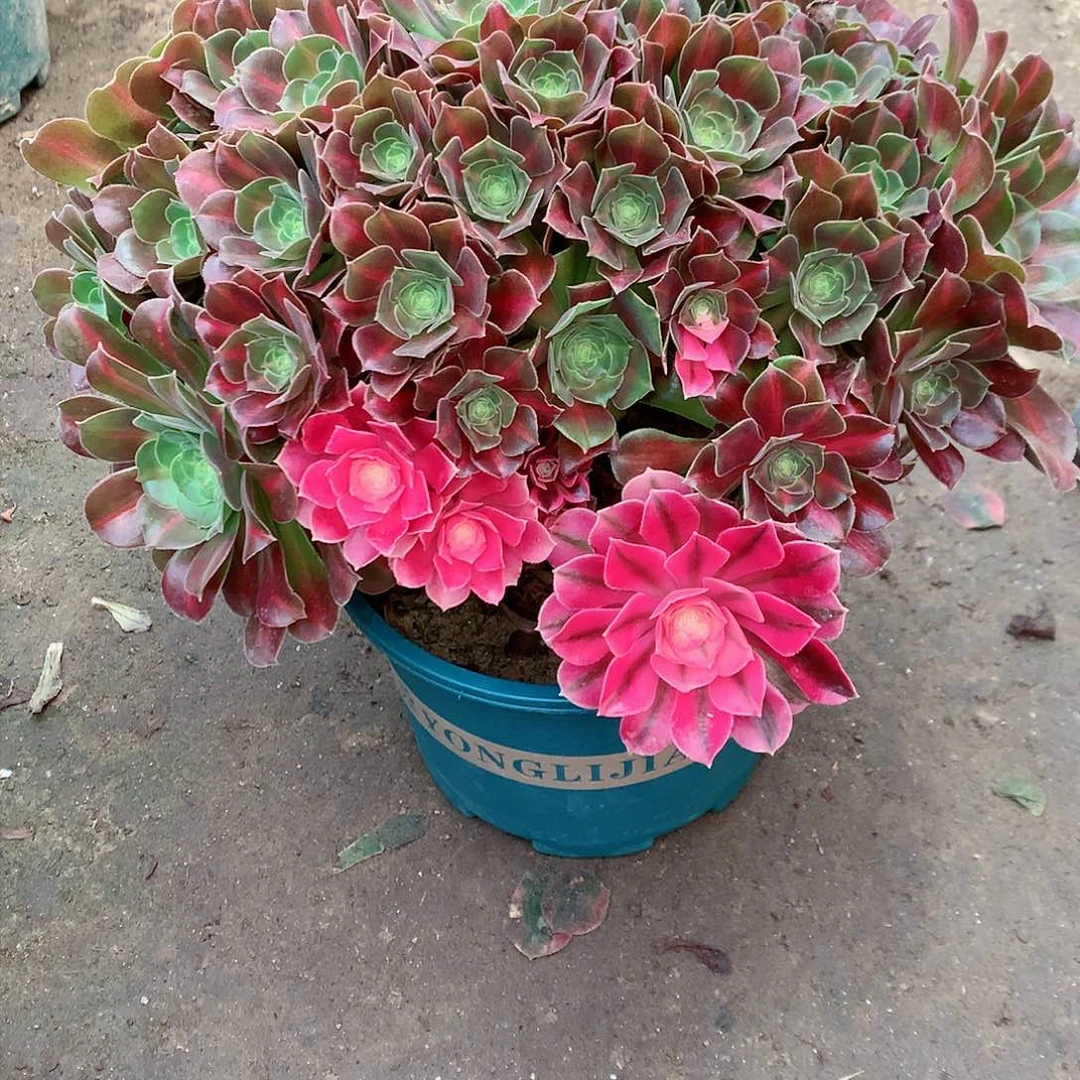 【闪购商品】冰女巫阴阳，多肉