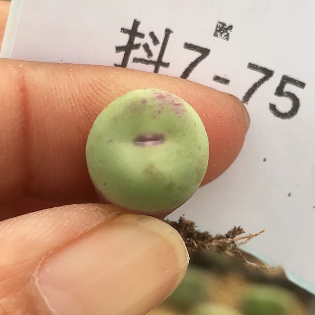 7-75嘴多肉植物肉锥