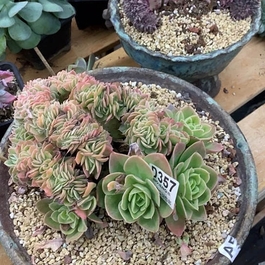 星娜塔缀化357 亏本处理不退不换7-8天发货