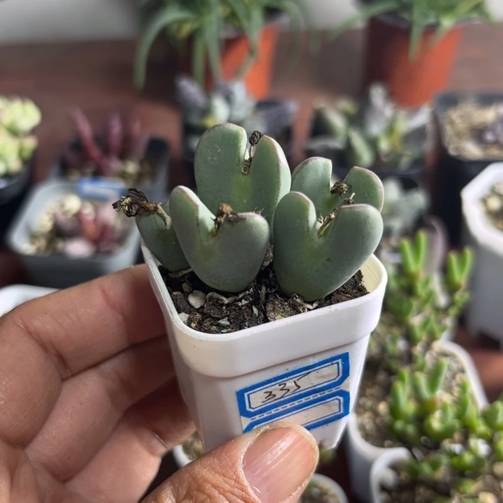 335 复楞边少将多肉