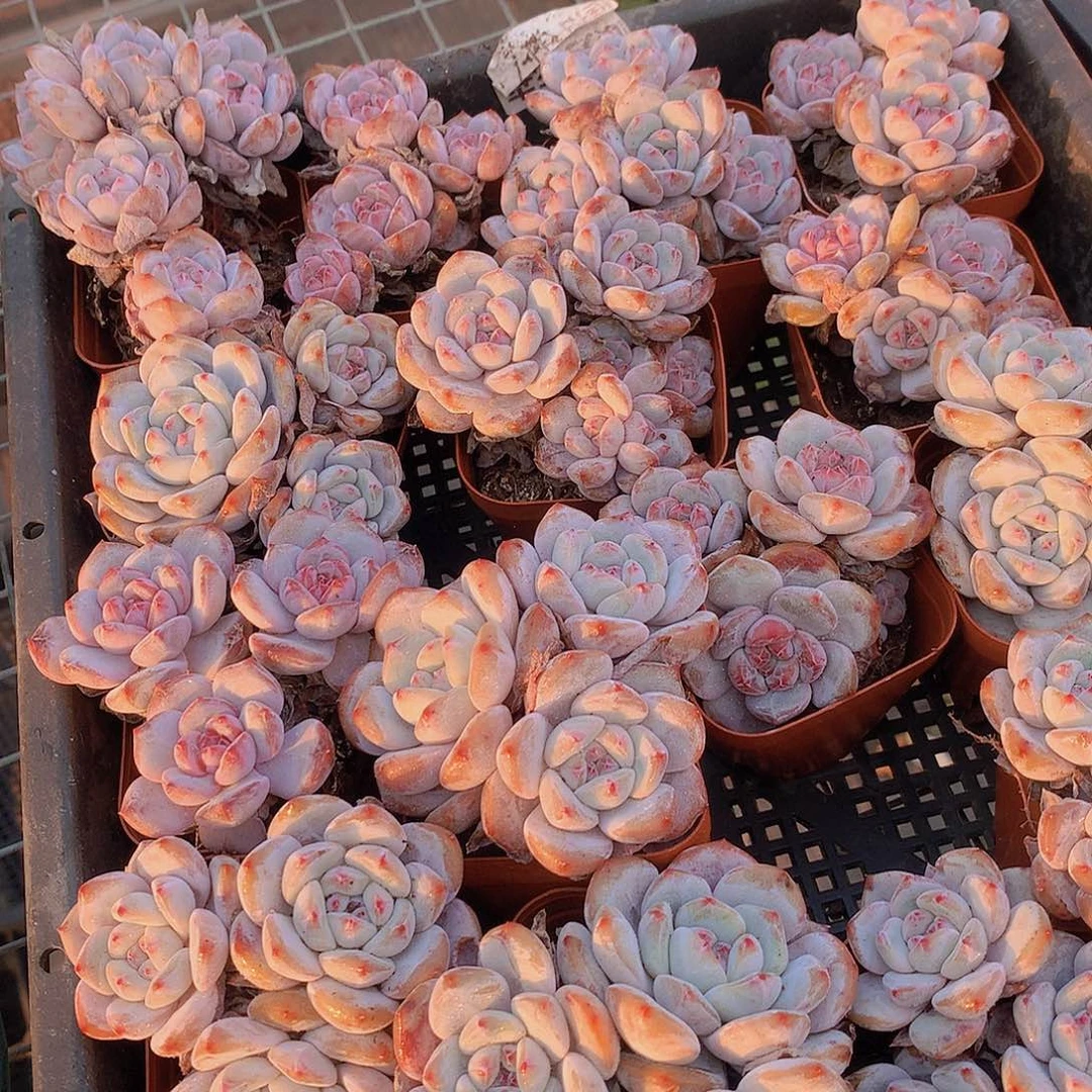 多头石榴籽两颗3456788999