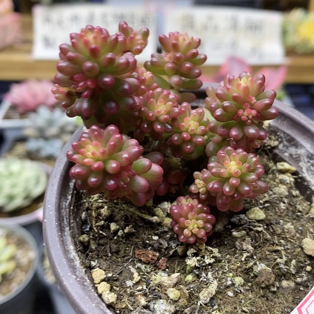 27142 浆果锦多肉