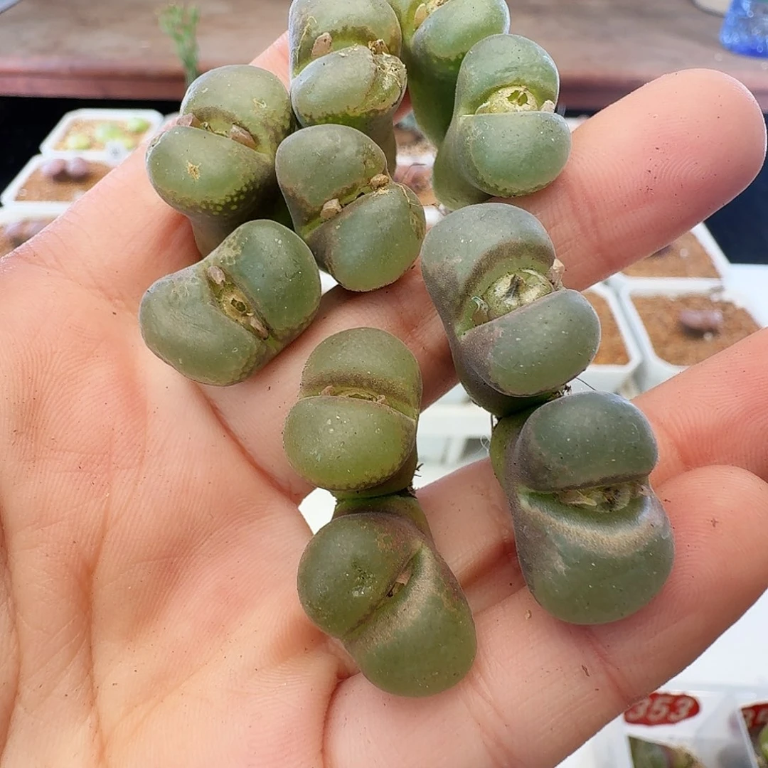 福利瑕疵风铃介意慎拍357