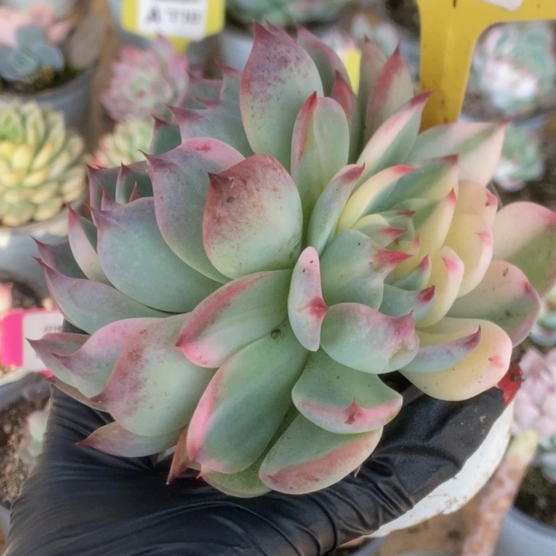 707吉娃娃花脸锦锦锦锦锦