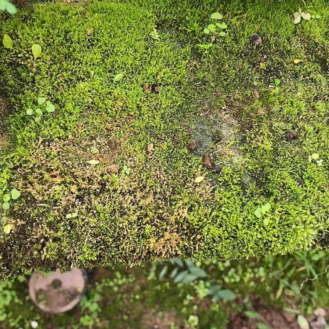 完全开放苔藓9999999
