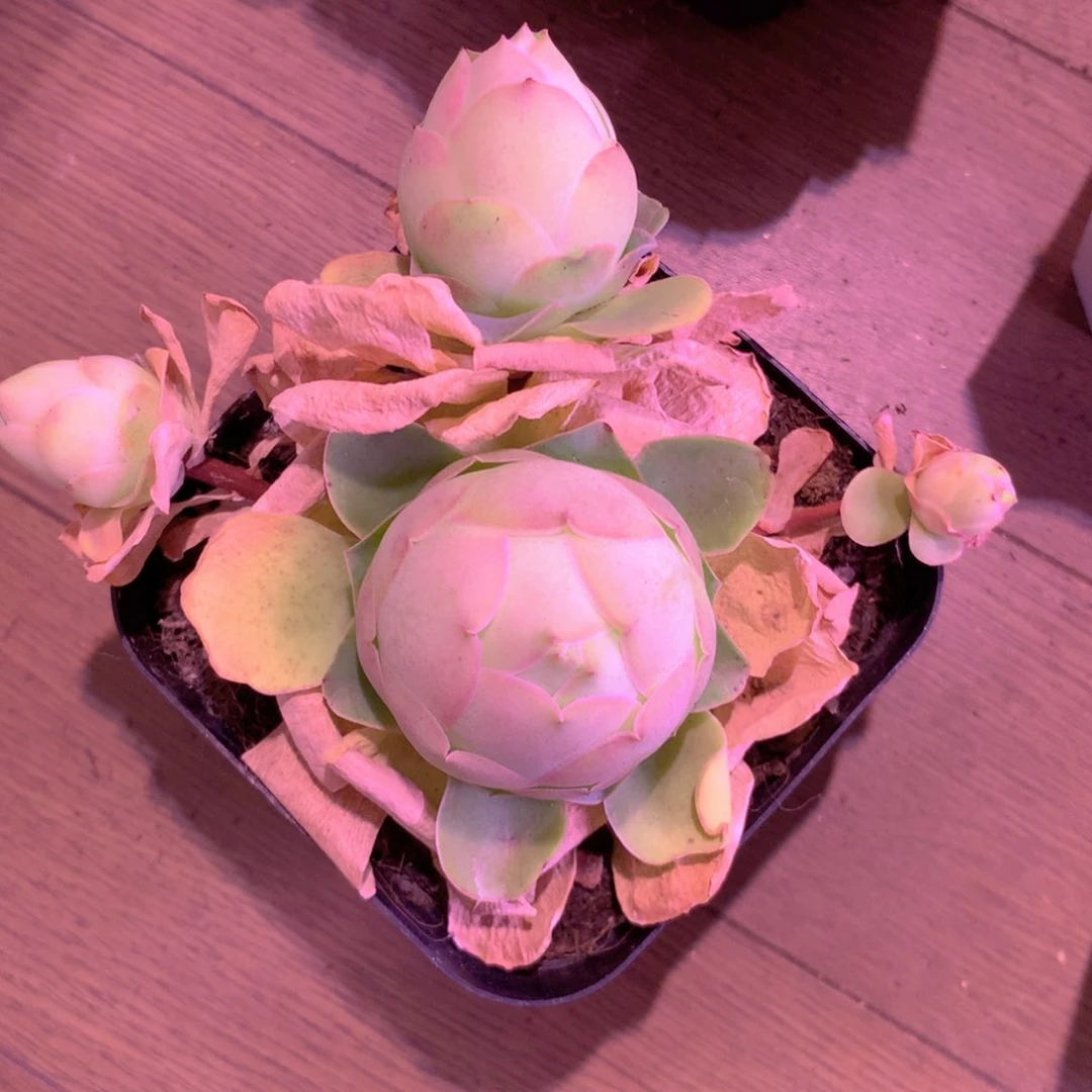 大*毛一物一拍福利999