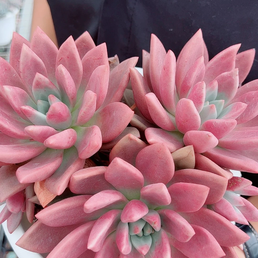 桃花源三大头起发整桩无砍