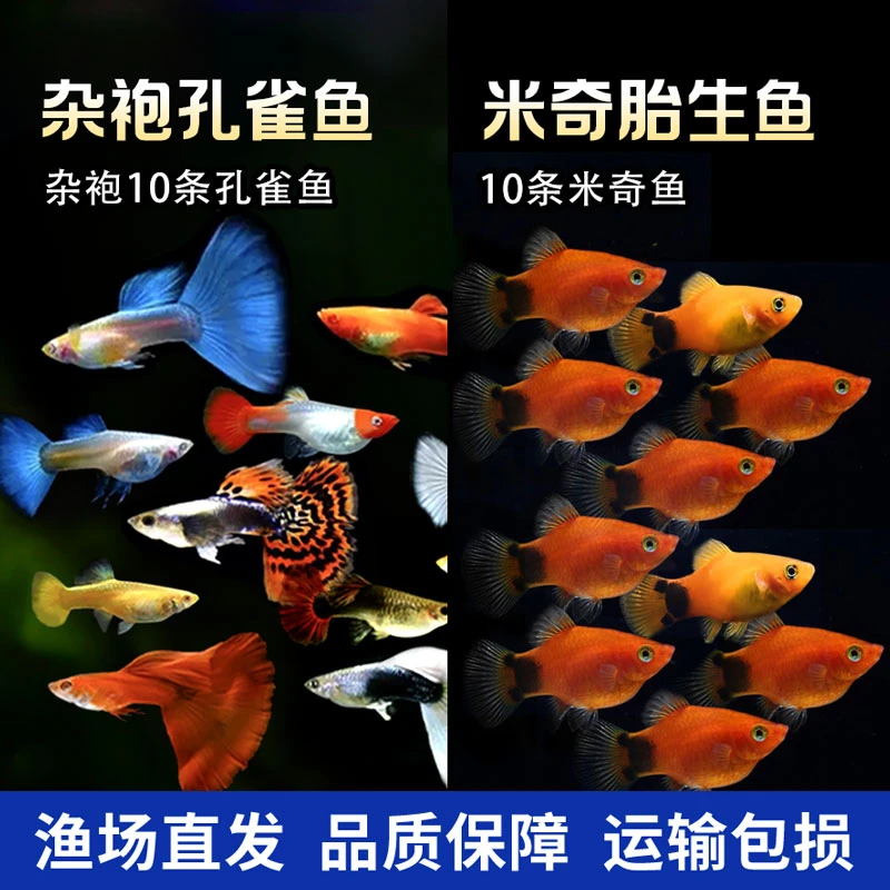 【渔场直播专属链接2】 观赏鱼套餐（斑马10+米奇10+小孔10 ）发30