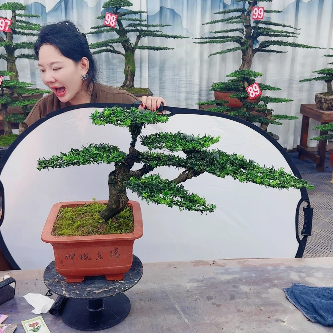 无花朵罗汉松一物一拍888
