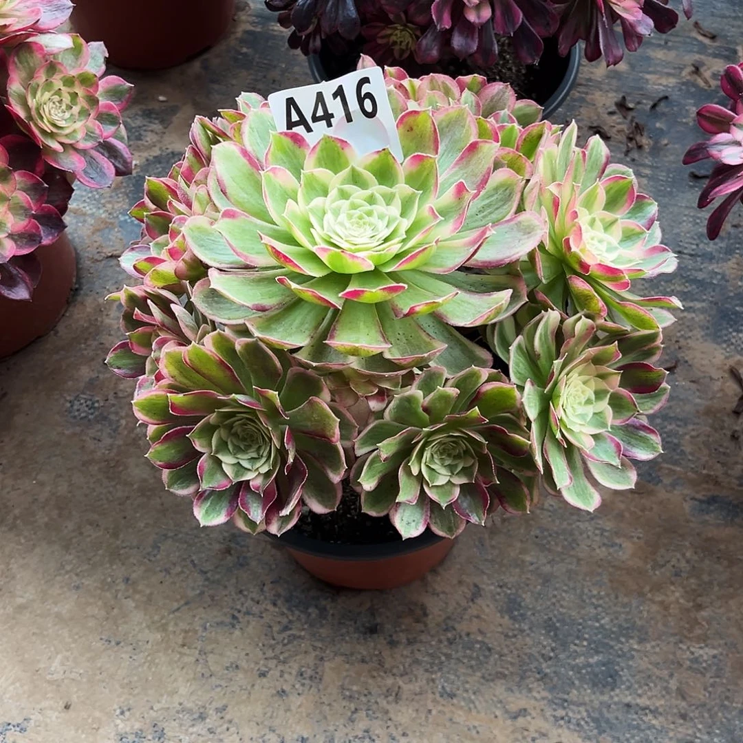 多肉植物孔雀翎416多肉