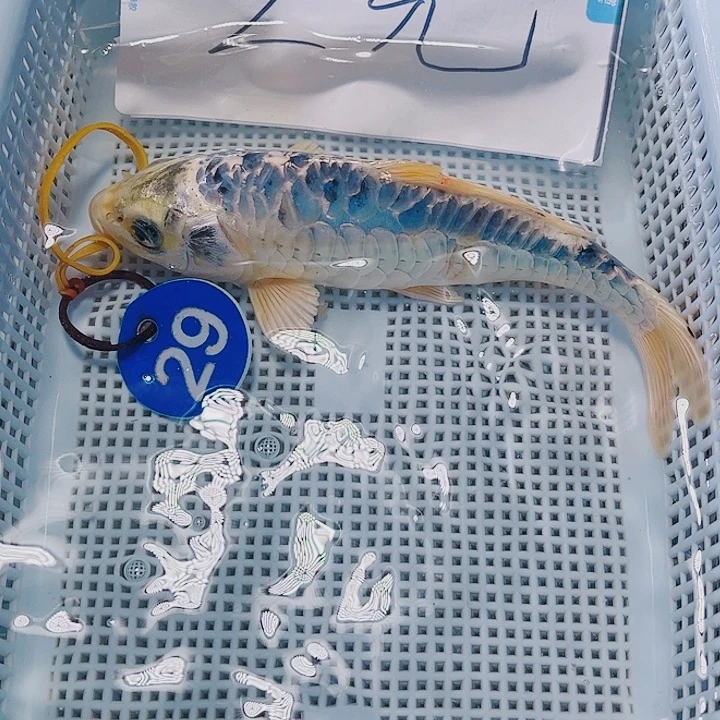 海水鱼锦鲤观赏鱼29